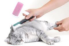 cat grooming